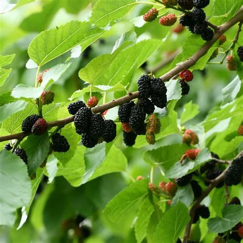 where to buy mulberry tree.